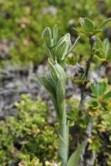 Chloraea