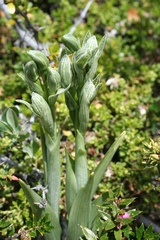 Chloraea
