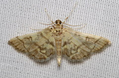 Apogeshna stenialis
