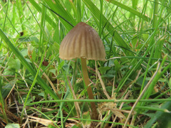 Mycena olivaceomarginata
