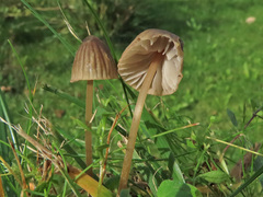 Mycena olivaceomarginata