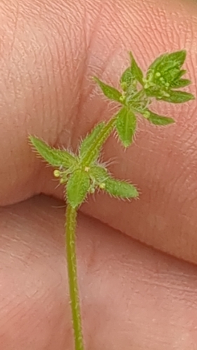 Piedmont bedstraw (Cruciata pedemontana)