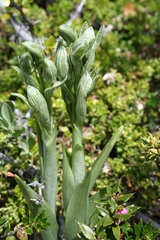 Chloraea