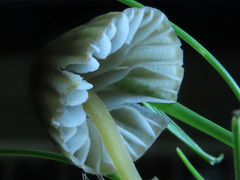 Mycena olivaceomarginata