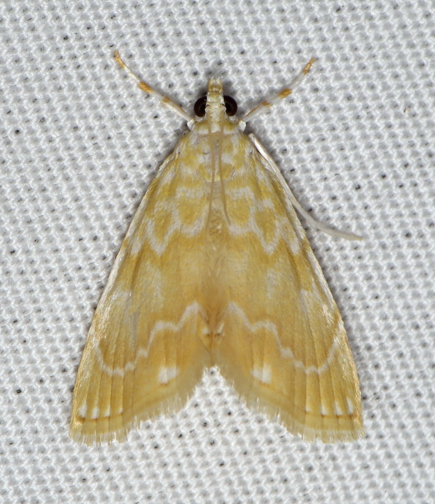 Common Glaphyria Moth