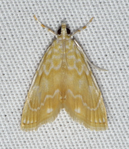 Glaphyria glaphyralis Guenée, 1854