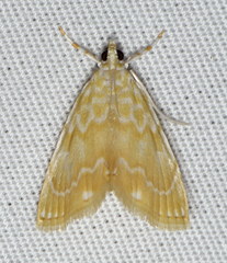 Glaphyria glaphyralis