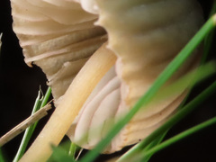 Mycena olivaceomarginata