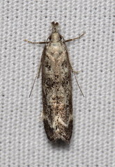 Dichomeris inversella