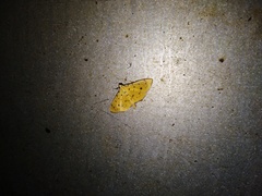 Phaedropsis