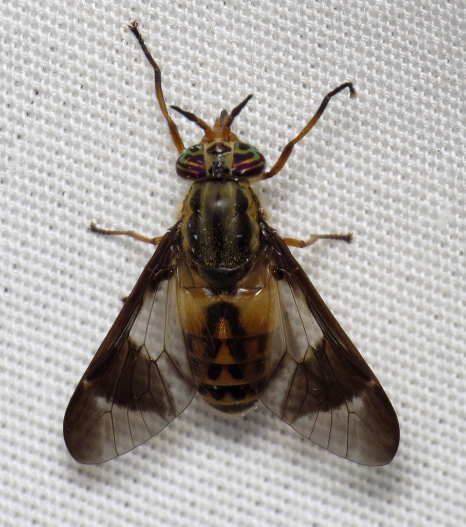 Chrysops montanus