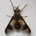 Chrysops montanus - Photo 由 Nick Block 所上傳的 (c) Nick Block，保留部份權利CC BY