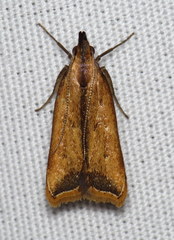 Dichomeris heriguronis