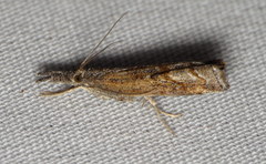 Neodactria luteolellus