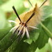 Banded Tussock Moth - Photo (c) Claire O'Neill, some rights reserved (CC BY-NC), uploaded by Claire O'Neill