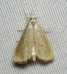 Haimbachia placidellus