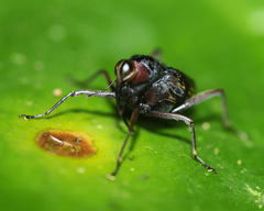 Hoplocopturus