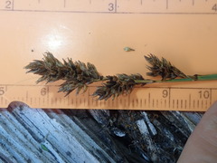 Carex cusickii