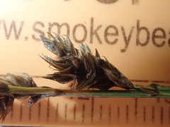 Carex cusickii