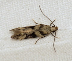 Coleotechnites atrupictella