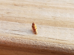 Catonia pini