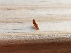 Catonia pini
