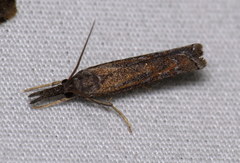 Neodactria luteolellus