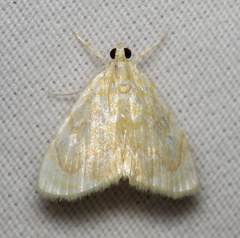 Glaphyria glaphyralis