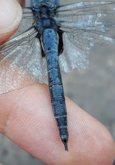 Tramea binotata