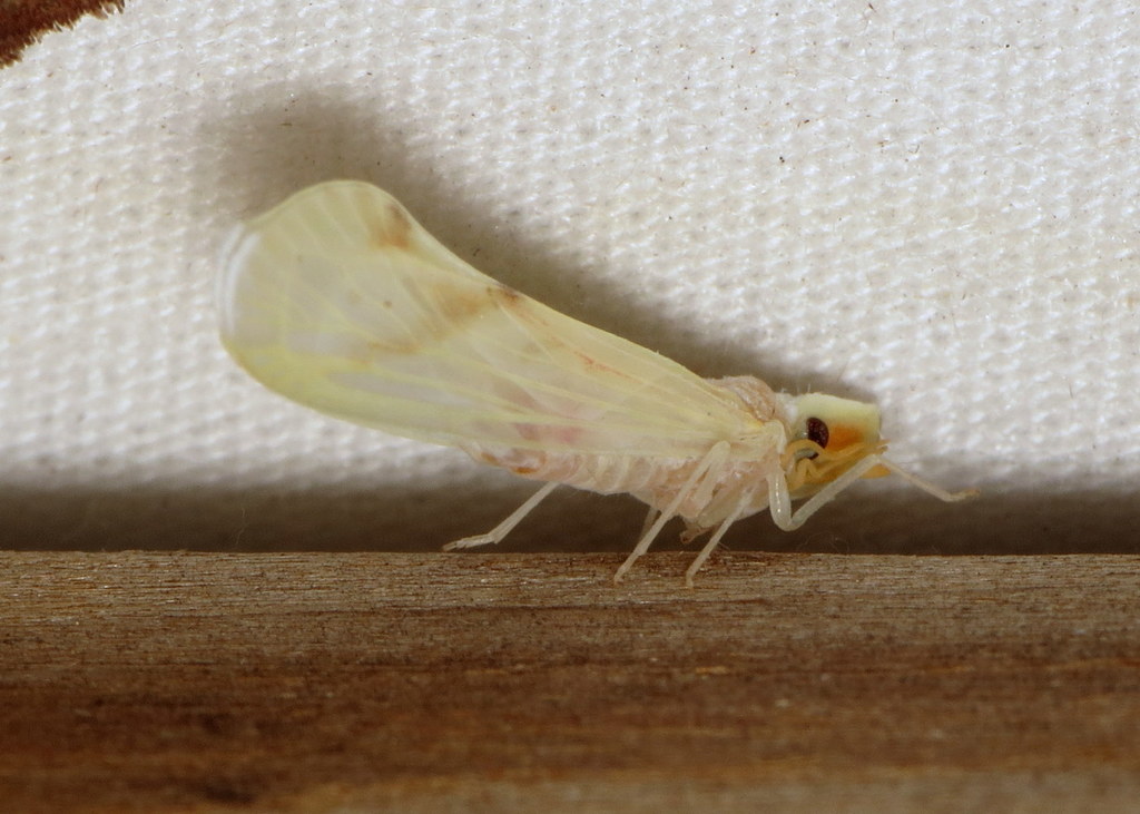 Otiocerus amyotii
