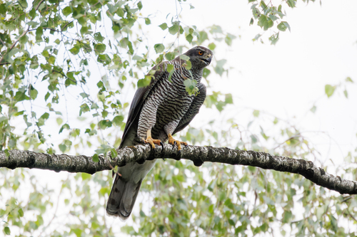 Azor común (Accipiter gentilis)