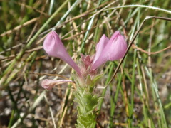 Orthocarpus bracteosus