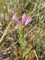 Orthocarpus bracteosus