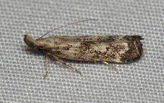 Dichomeris inversella