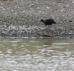 Porphyrio melanotus melanotus