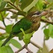 White-cheeked Barbet - Photo (c) Sandeep, some rights reserved (CC BY)