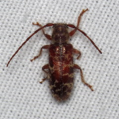 Eupogonius tomentosus