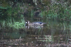 Speculanas specularis