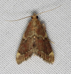 Hypsopygia intermedialis