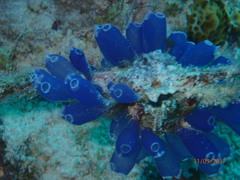 Clavelina puertosecensis