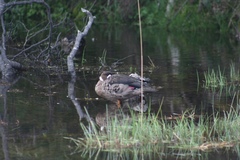 Speculanas specularis