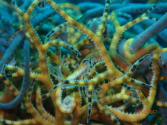 Astrophyton muricatum