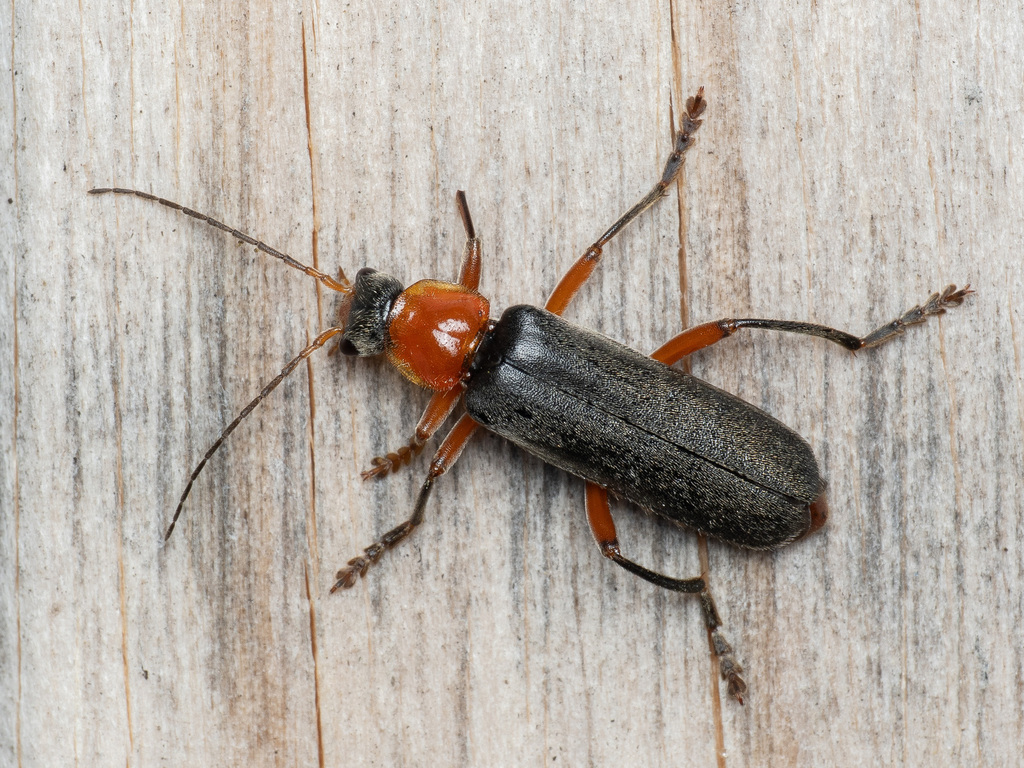 Cantharis pellucida