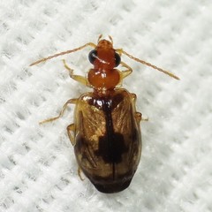 Lebia abdita