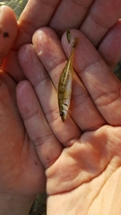 Pungitius sinensis