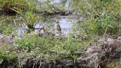 Motacilla flava iberiae