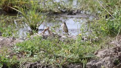 Motacilla flava iberiae