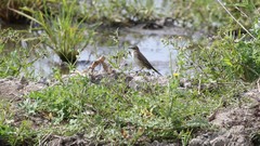Motacilla flava iberiae