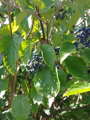 Viburnum recognitum image