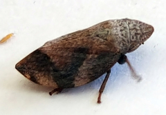 Lepyronia quadrangularis
